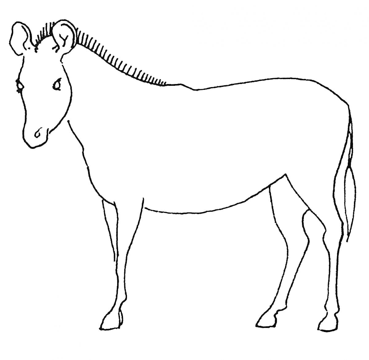 Раскраска Зебра стоит в профиль