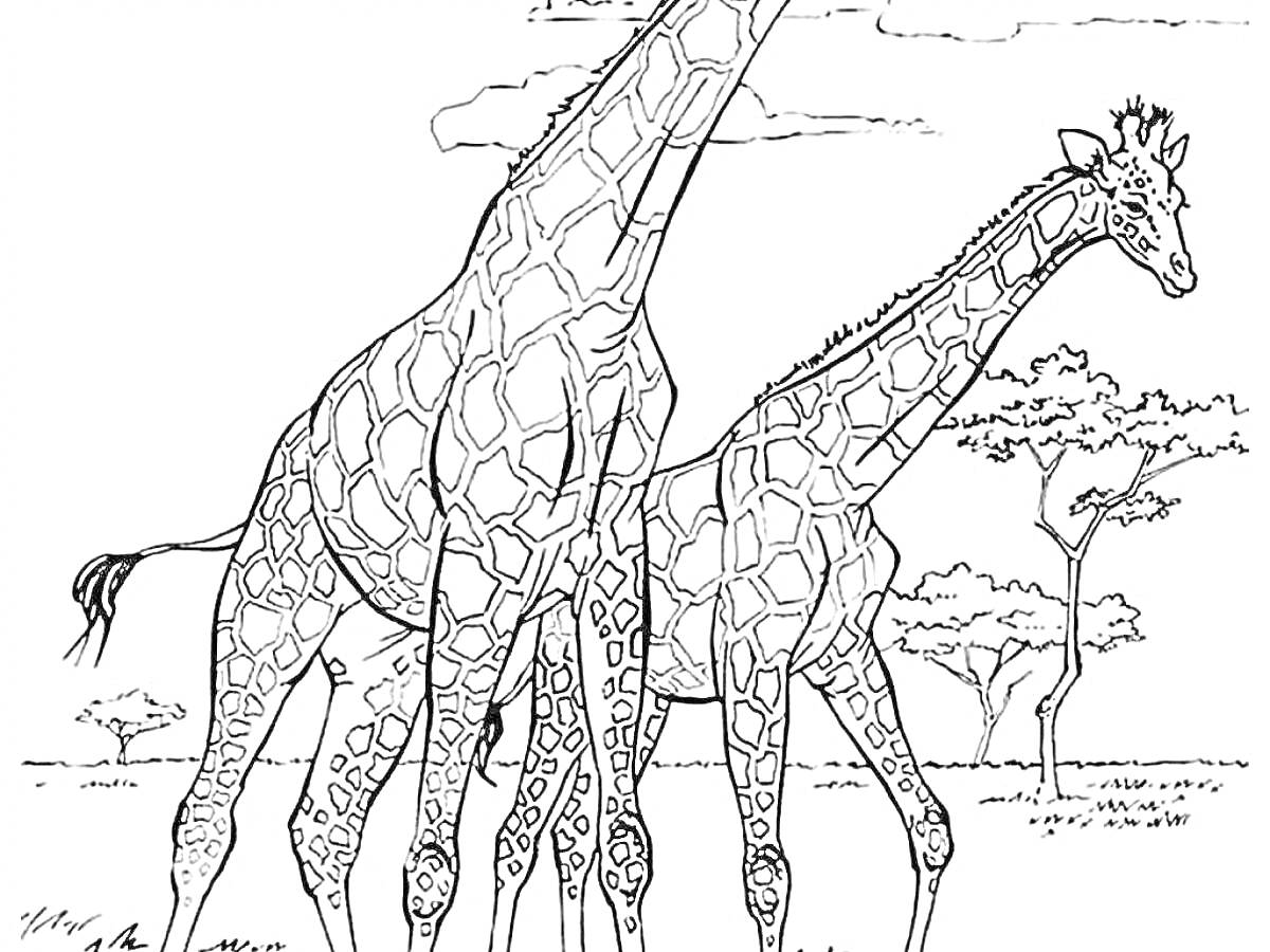 На раскраске изображено: Жирафы, Саванна, Деревья, Облака, Природа, Животные