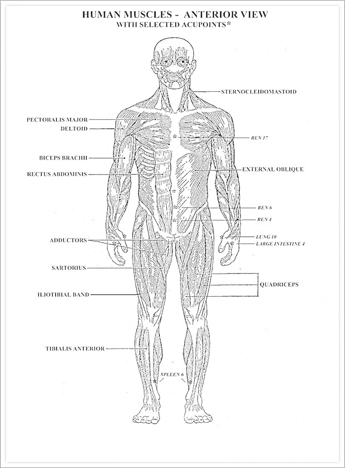 Раскраска Мышцы человека: передняя поверхность (включая: sternocleidomastoid, pectoralis major, deltoid, biceps brachii, rectus abdominis, external oblique, abductor, sartorius, iliotibial band, quadriceps, tibialis anterior)