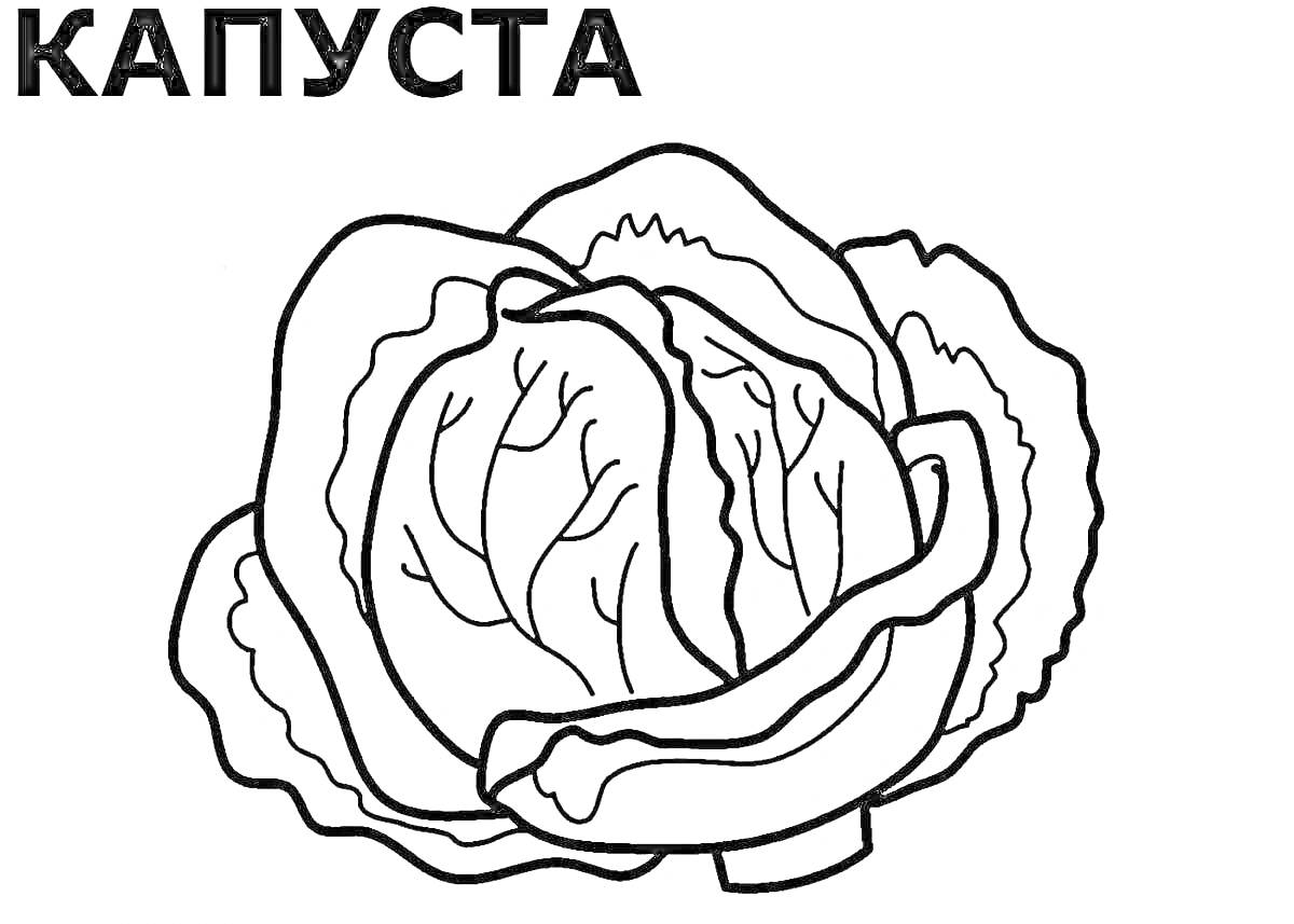 На раскраске изображено: Капуста, Овощи, Обучение детей