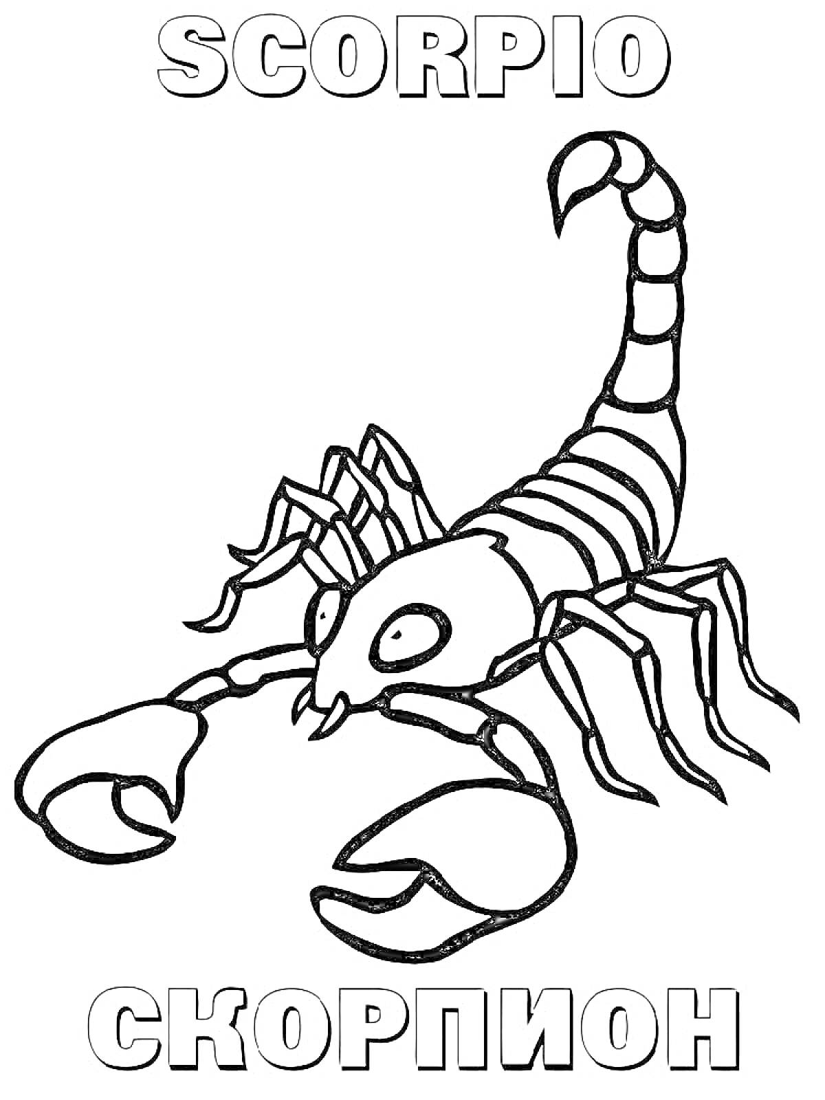 Название: Раскраска знака зодиака Скорпион с изображением скорпиона и надписями 