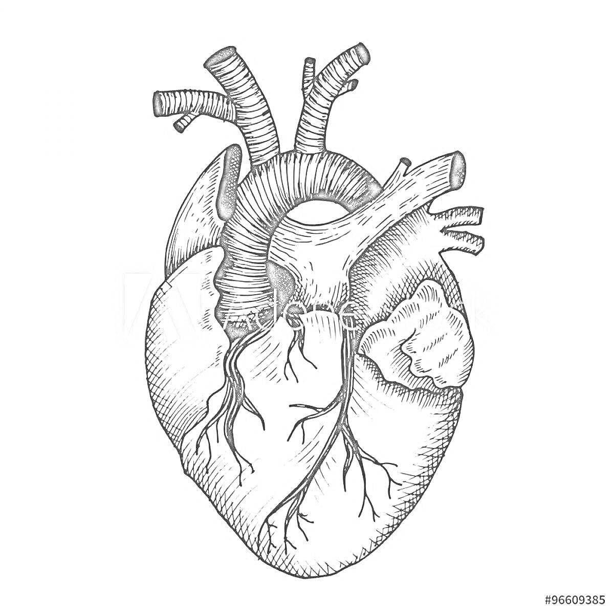 Раскраска Анатомическое сердце с артериями и венами