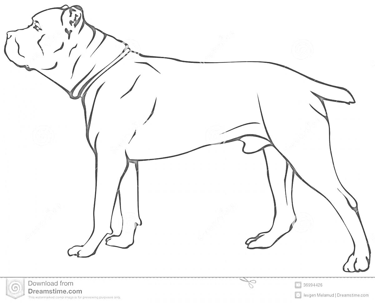 Раскраска Контурная раскраска собаки породы кане корсо, стоящей в профиль