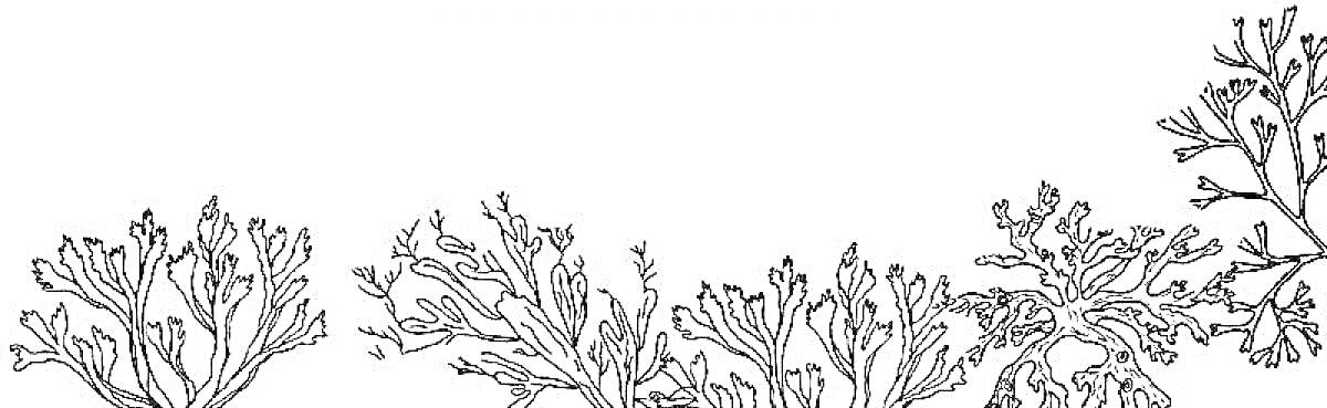 Раскраска Картина с разнообразными ветвями мха на сером фоне