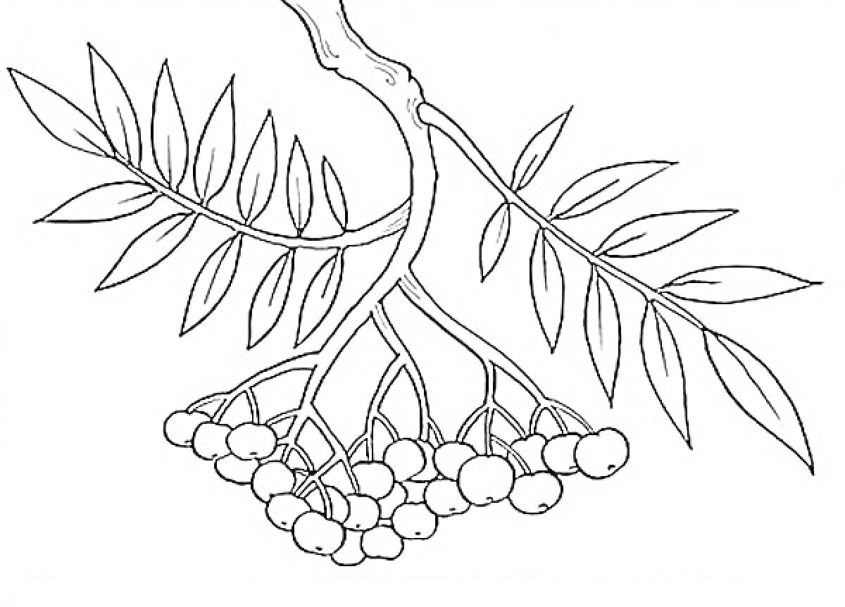 На раскраске изображено: Рябина, Ветка, Листья, Ягоды, Природа, Плоды