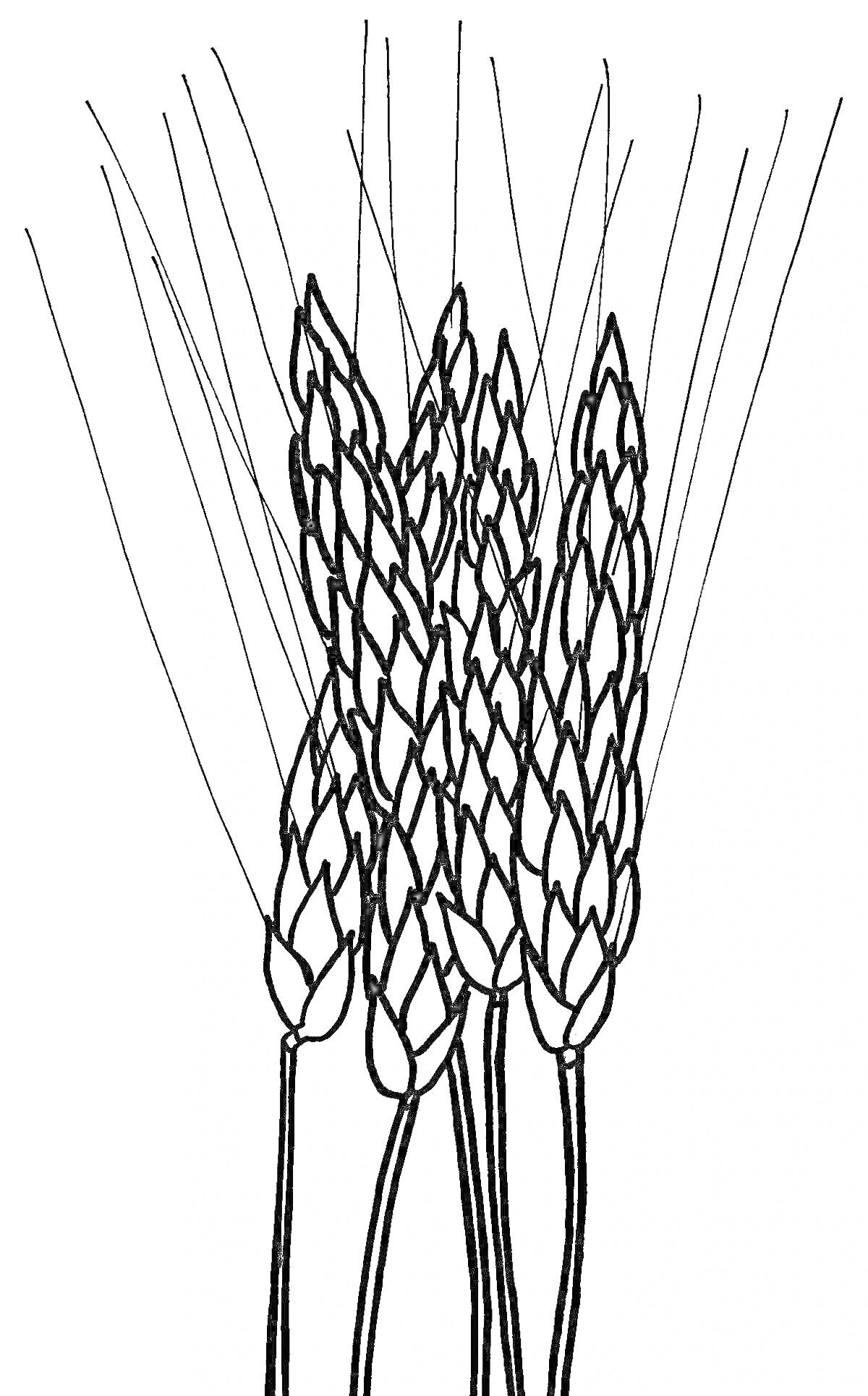 Раскраска Колосья пшеницы