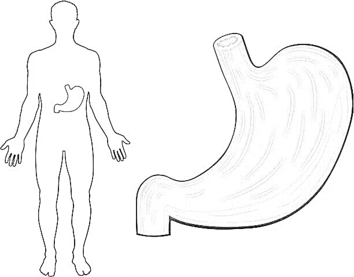 На раскраске изображено: Анатомия, Желудок, Человеческое тело, Органы, Внутренние органы, Медицина, Физиология, Здоровье