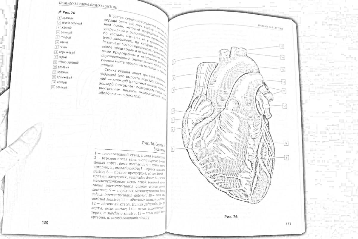 На раскраске изображено: Анатомия, Диаграмма, Учебник, Атлас