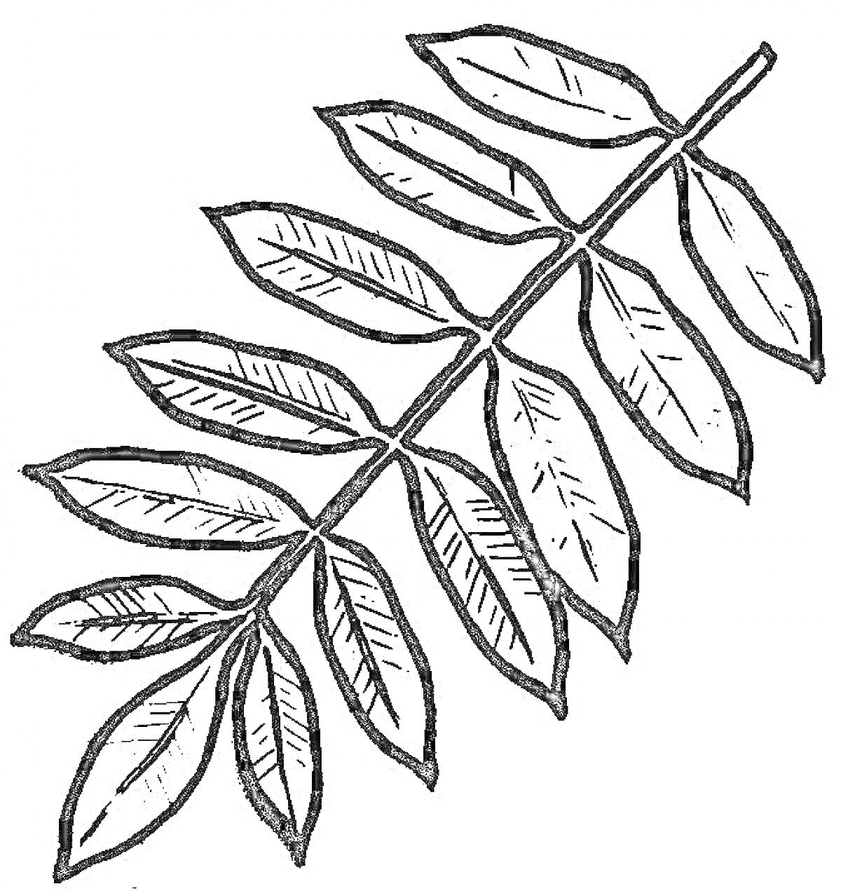 На раскраске изображено: Ветка, Листья, Природа, Ботаника