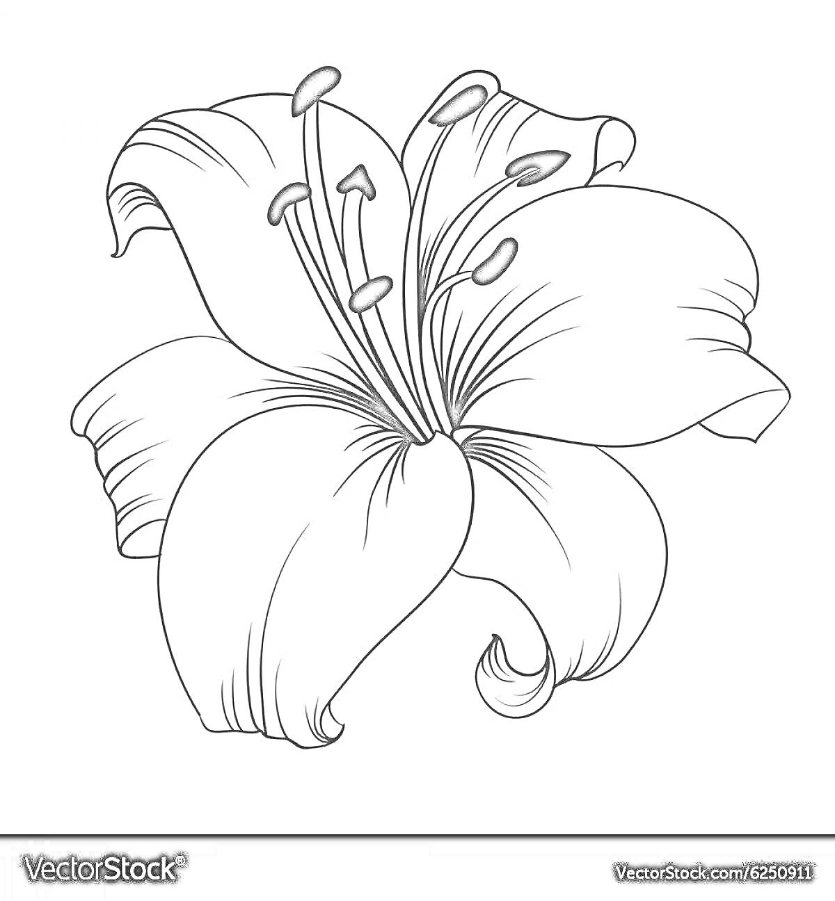 Раскраска Лилия саранка с пестиками и тычинками