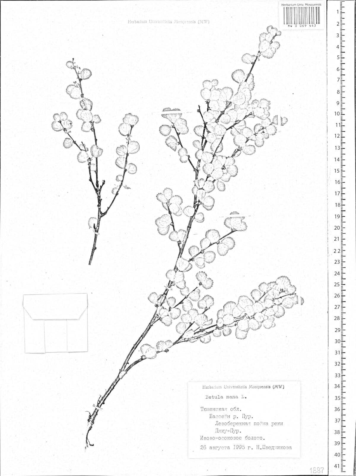 Раскраска Гербарий с карликовой березой, конверт, этикетка с текстом, шкала