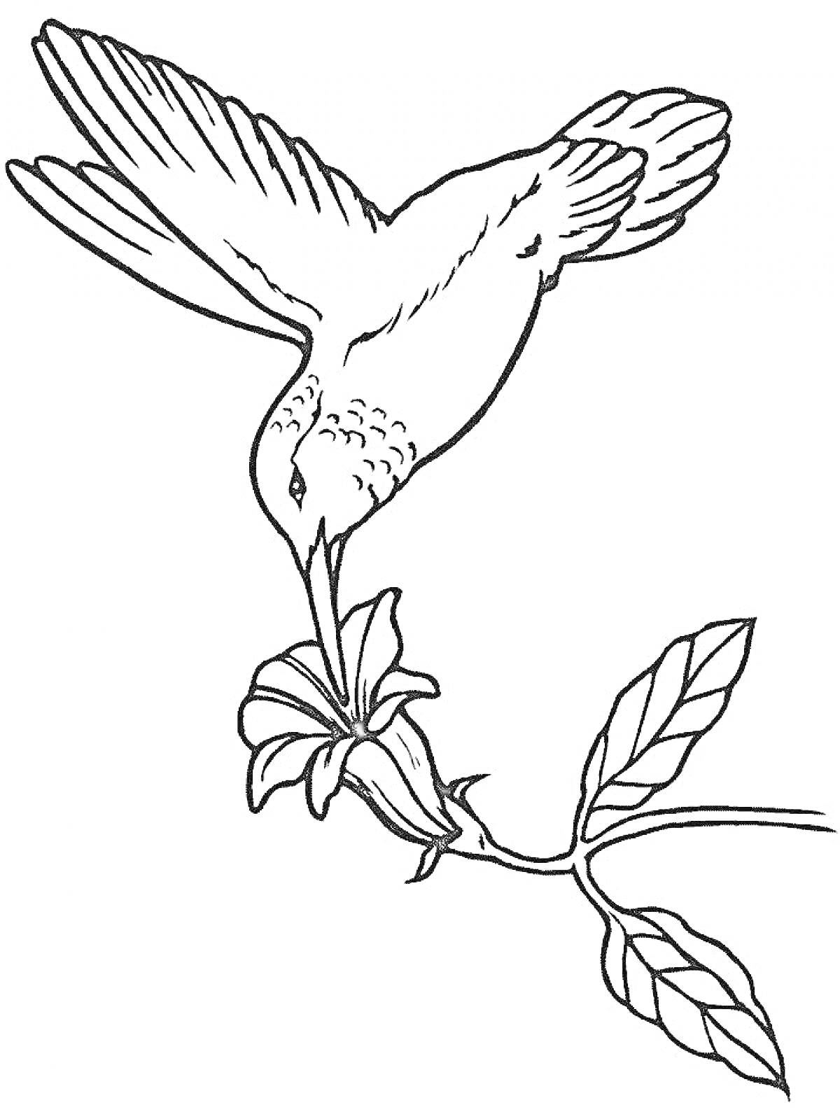 На раскраске изображено: Колибри, Птица, Природа, Полет, Крылья, Листья, Цветы, Контурные рисунки