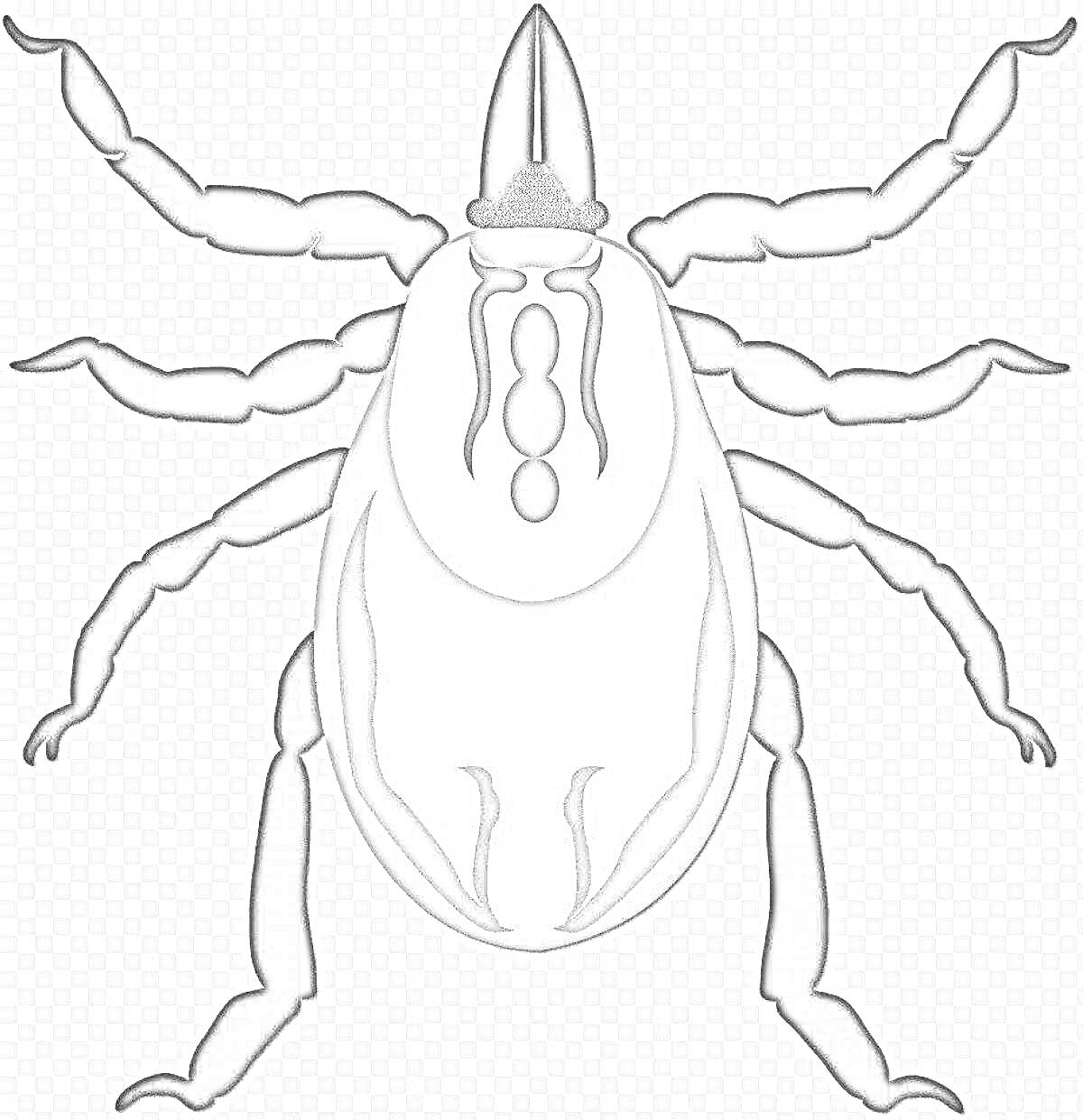 На раскраске изображено: Клещ, Насекомое, Восемь лап, Симметрия, Центральная часть