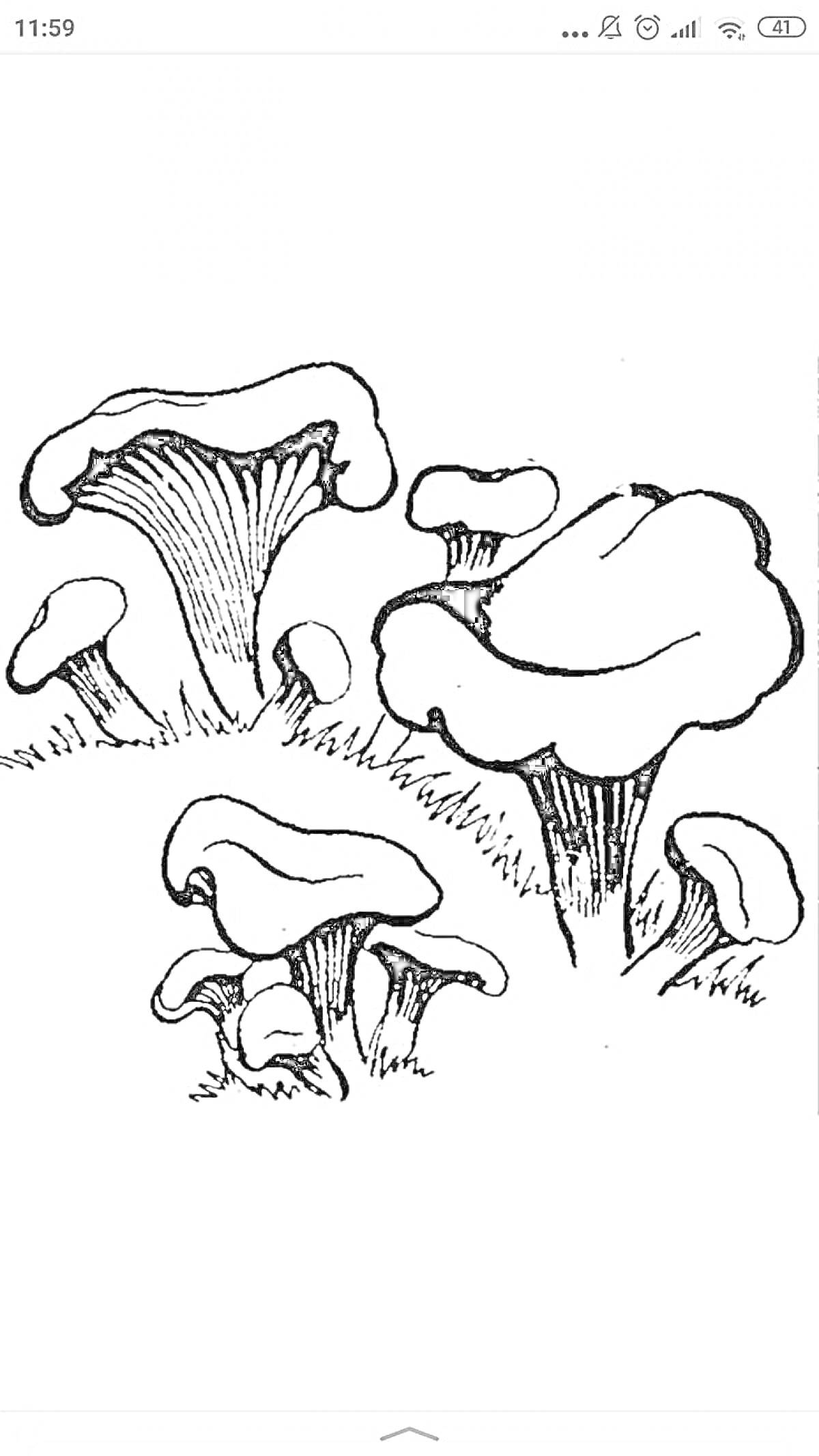 На раскраске изображено: Лисички, Грибы, Трава, Природа