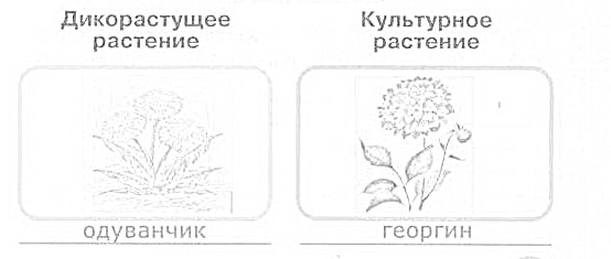 На раскраске изображено: Одуванчик, Георгин, Природа, Ботаника, Цветы