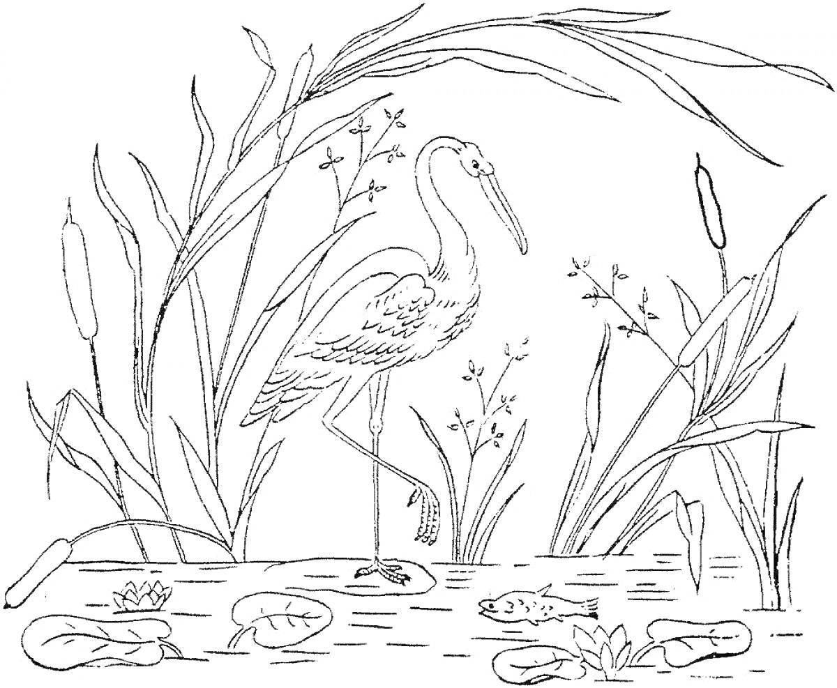 На раскраске изображено: Цапля, Болото, Рыба, Водные растения, Природа, Птица, Лягушки