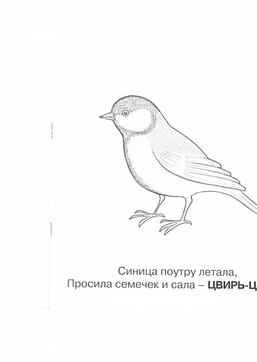 Отметь рисунок на котором изображена синица. Отметь рисунок на котором изображена синица