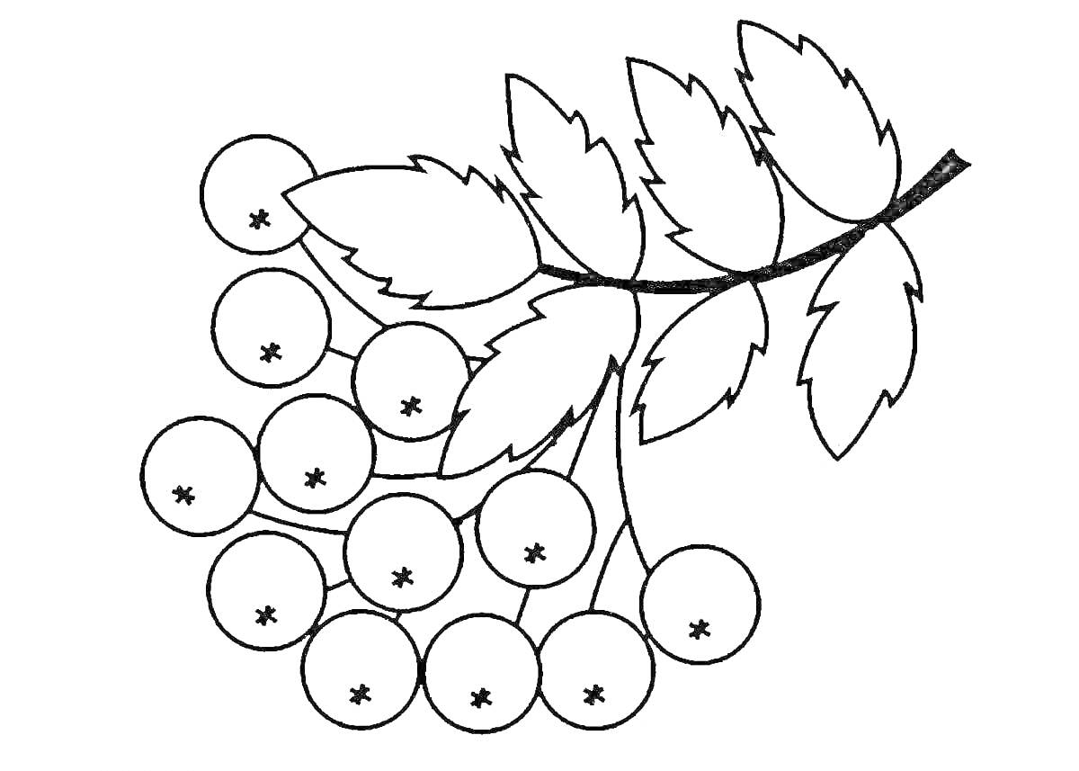 На раскраске изображено: Ветка, Рябина, Зима, Ягоды, Листья
