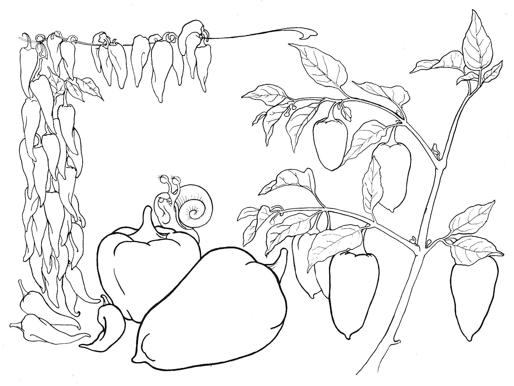 На раскраске изображено: Перец, Плоды, Ветка, Листья, Овощи, Природа