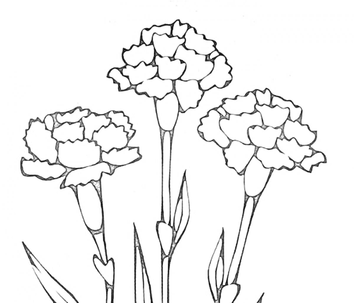 На раскраске изображено: Гвоздика, Цветы, Для детей, Листья, Три цветка