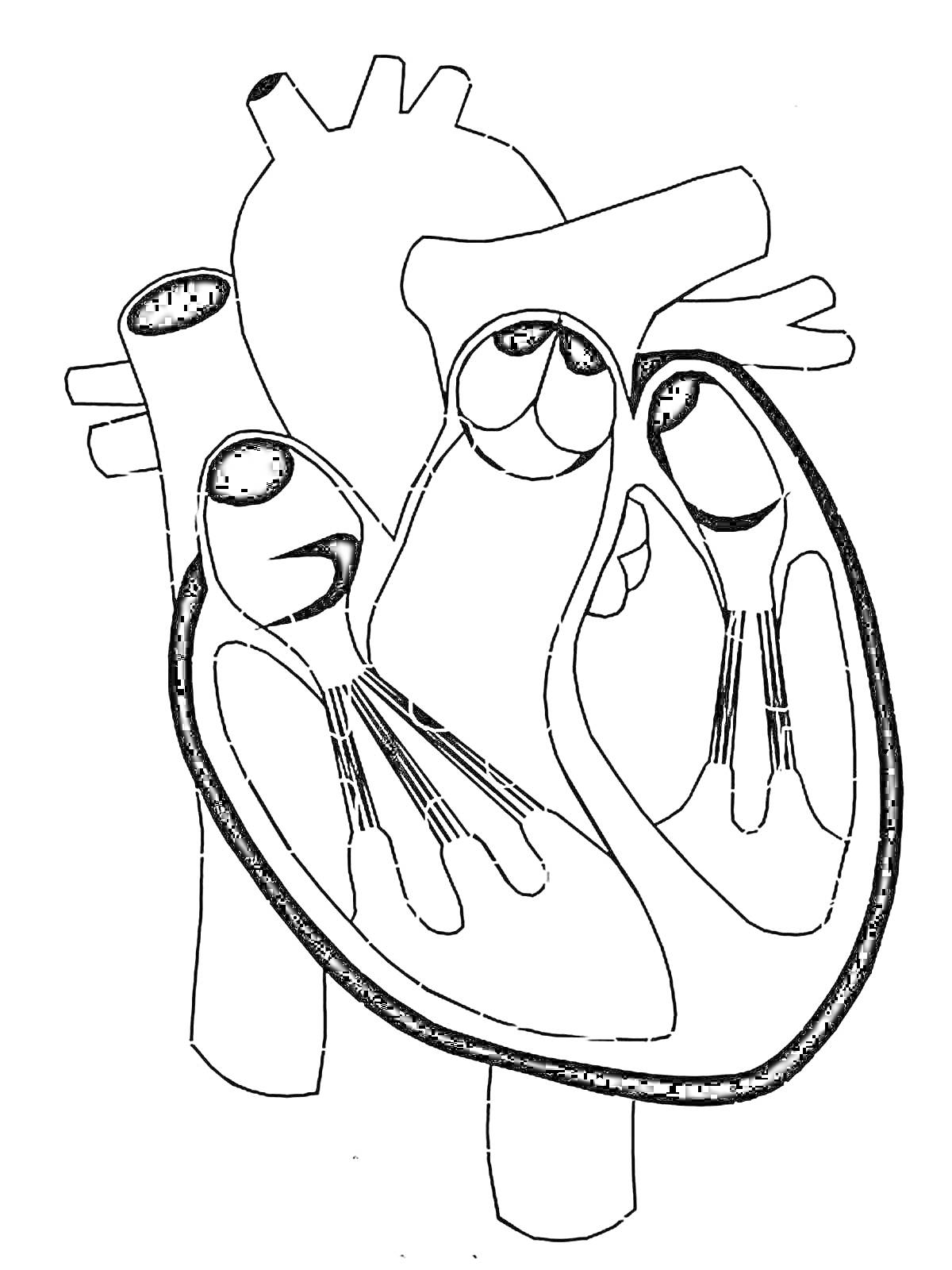 Раскраска Анатомическое строение сердца человека с желудочками и клапанами