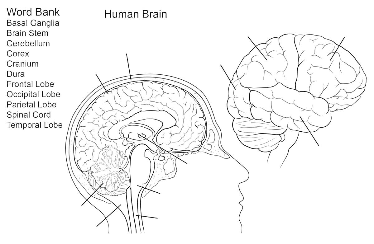 Раскраска головной мозг (Human Brain) изображения с обозначениями: Basal Ganglia, Brain Stem, Cerebellum, Cortex, Cranium, Dura, Frontal Lobe, Occipital Lobe, Parietal Lobe, Spinal Cord, Temporal Lobe