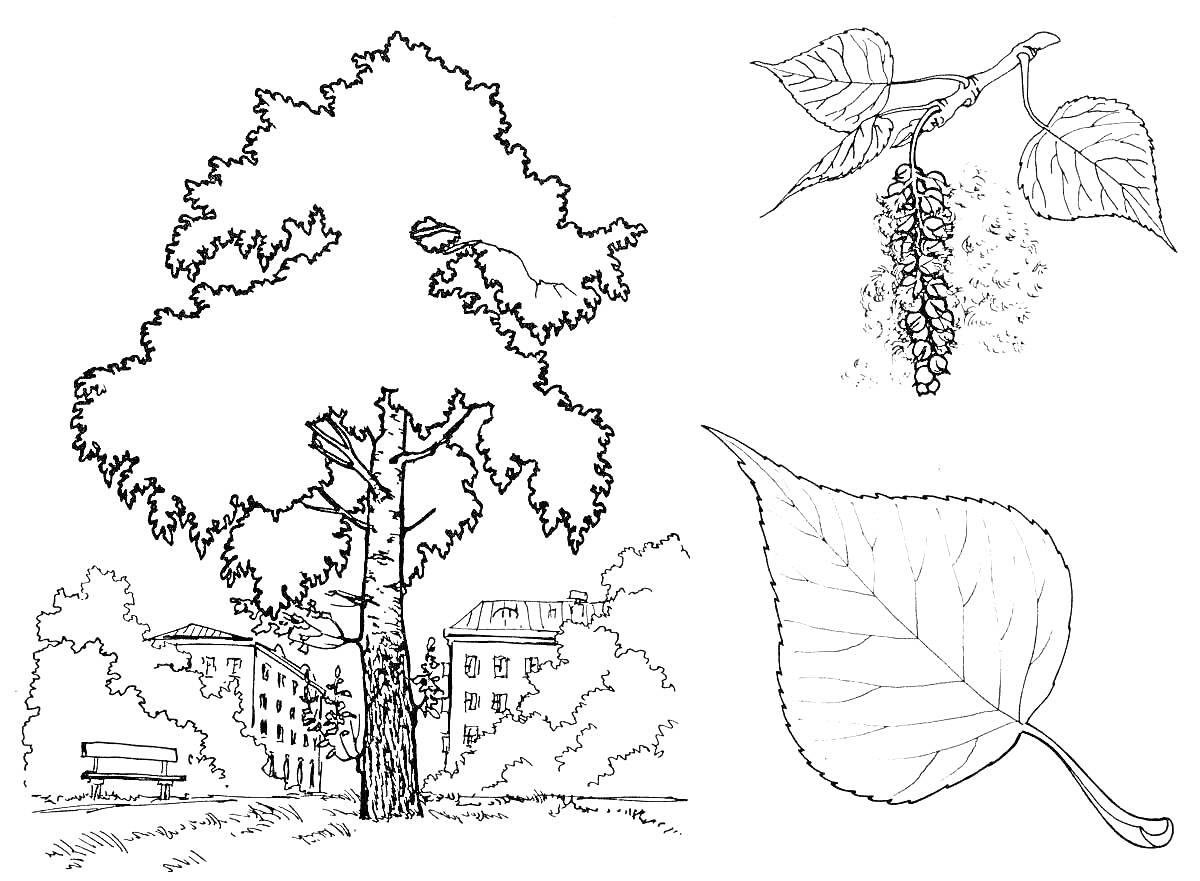 Раскраска Тополь, лист тополя, сережка тополя, городской пейзаж с домами и скамейкой