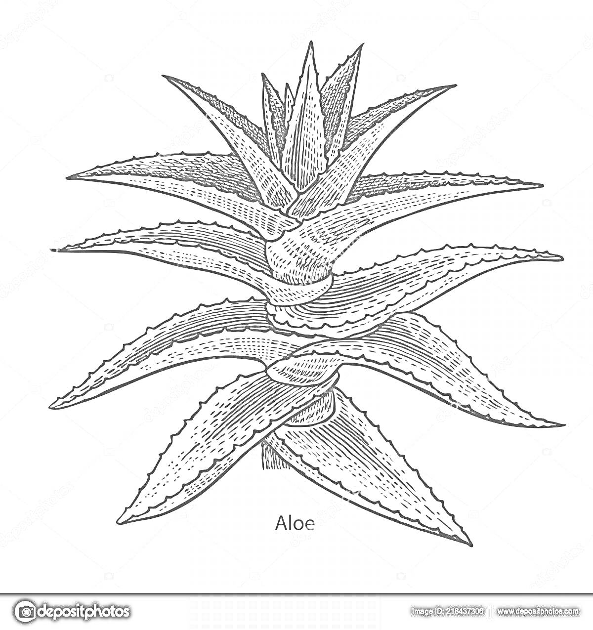 На раскраске изображено: Алоэ, Листья, Ботаника, Природа