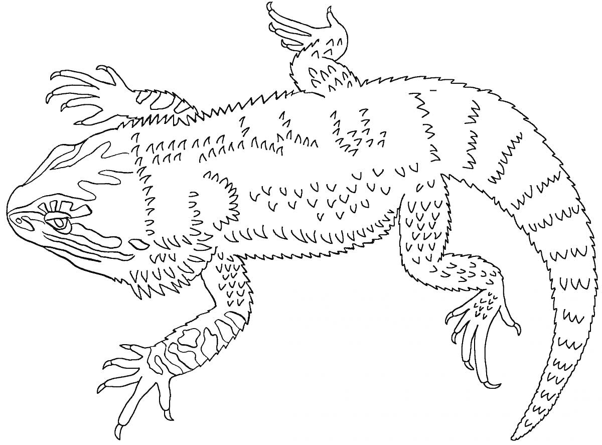 Раскраска Раскраска - игуана в деталях: тело с полосками и узорами, вытянутое лицо, лапы с когтями