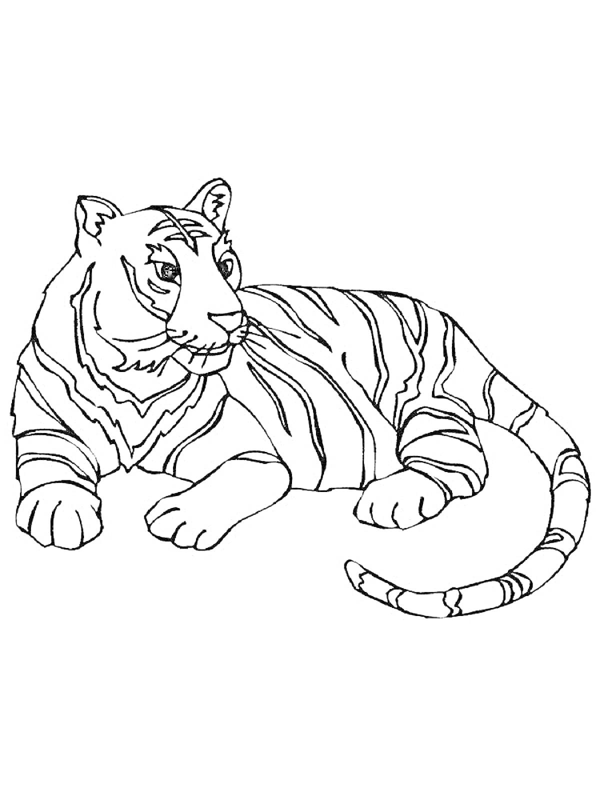 На раскраске изображено: Амурский тигр, Тигр, Животные, Большая кошка, Дикая природа, Фауна