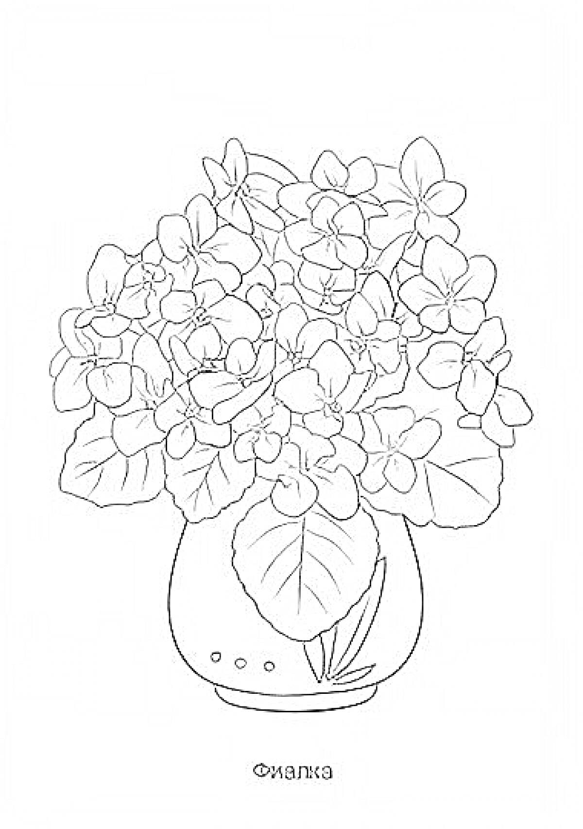 На раскраске изображено: Фиалка, Комнатные растения, Цветы, Листья