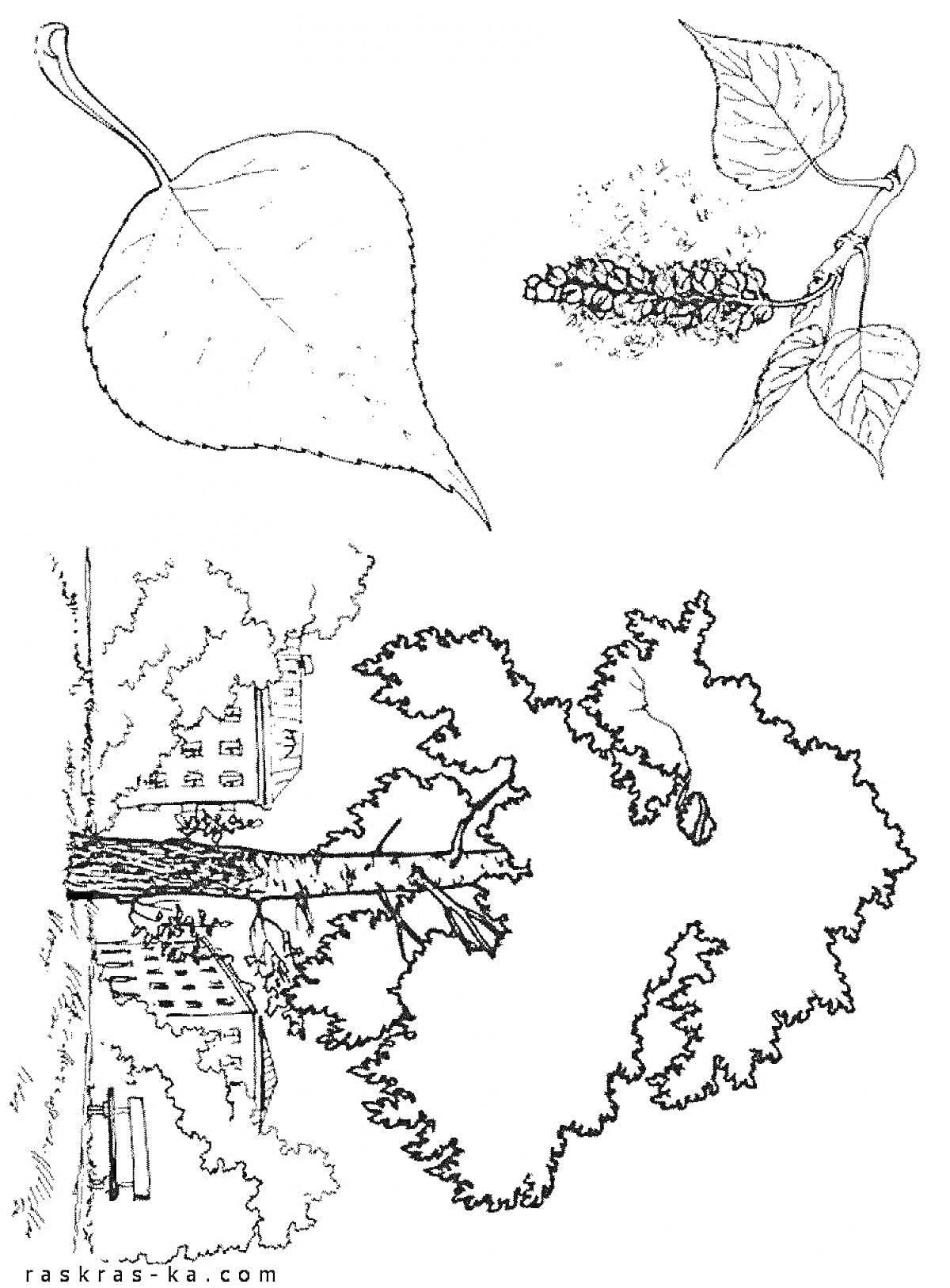 Раскраска Лист осины, ветка с листьями и серёжками осины, дерево осины у дома с лавкой