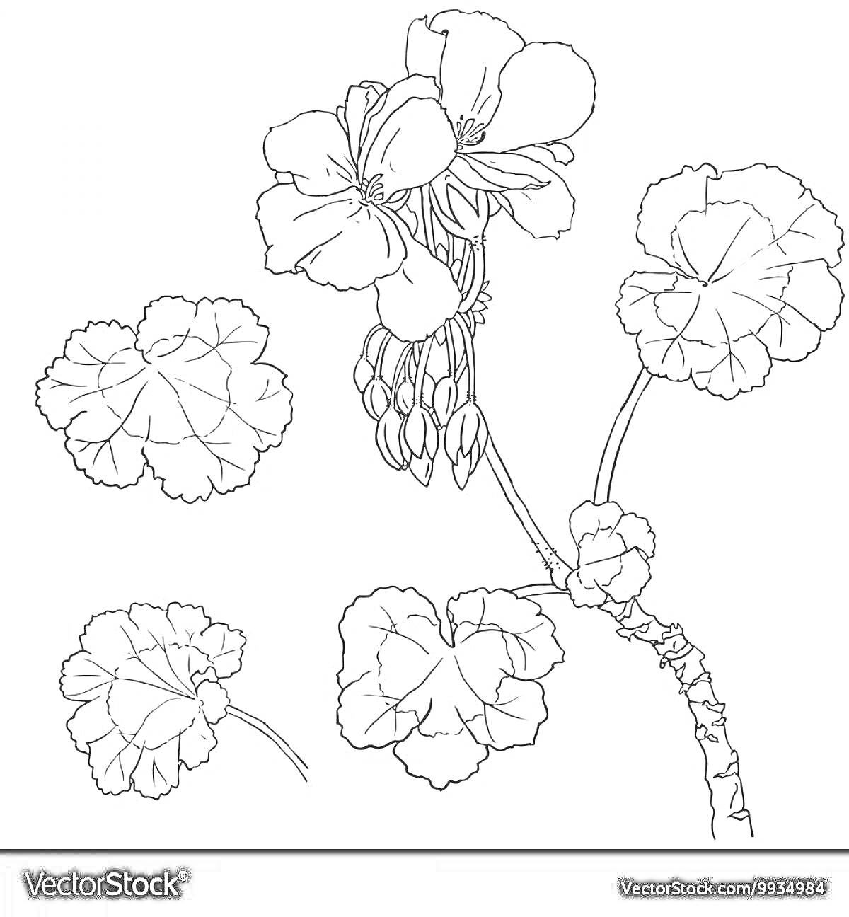 На раскраске изображено: Герань, Цветы, Листья, Для детей, Ботаника