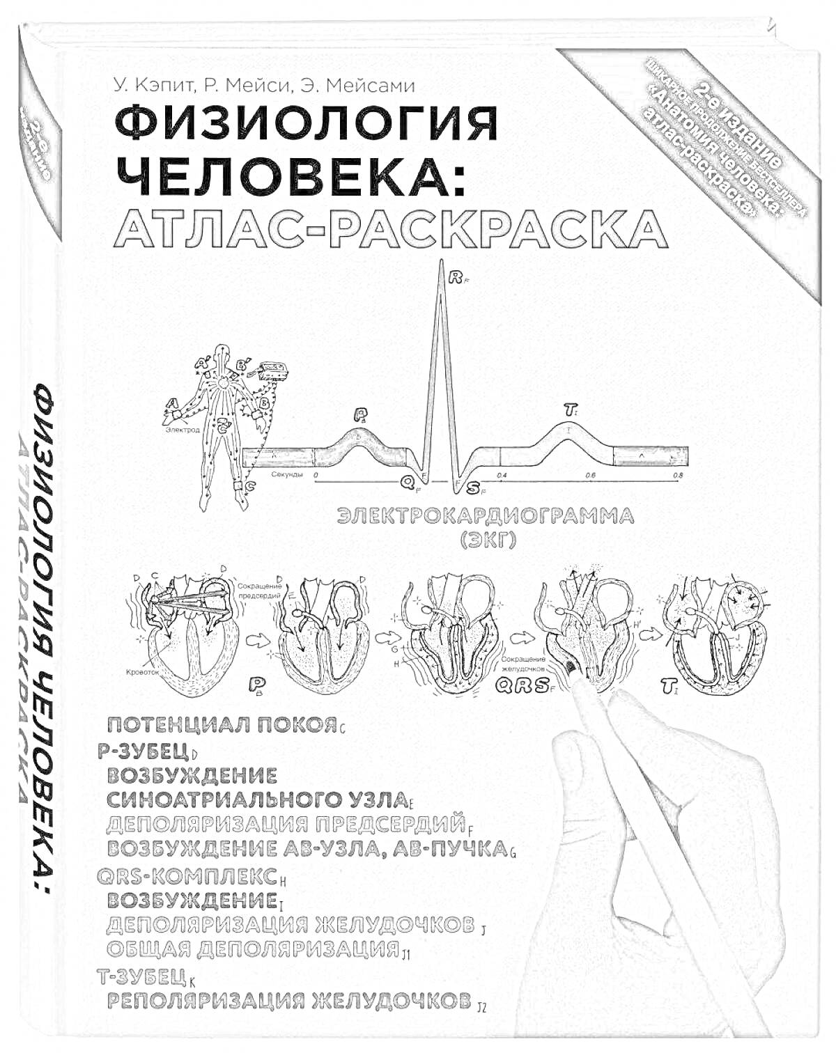 На раскраске изображено: Физиология, Человек, Анатомия, Атлас, Электрокардиограмма, ЭКГ