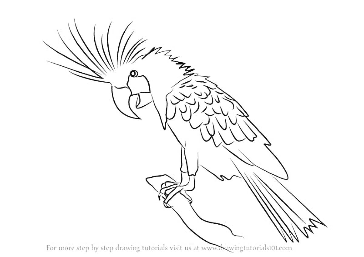 Раскраска какаду на ветке с пушистым хохолком и деталями перьев
