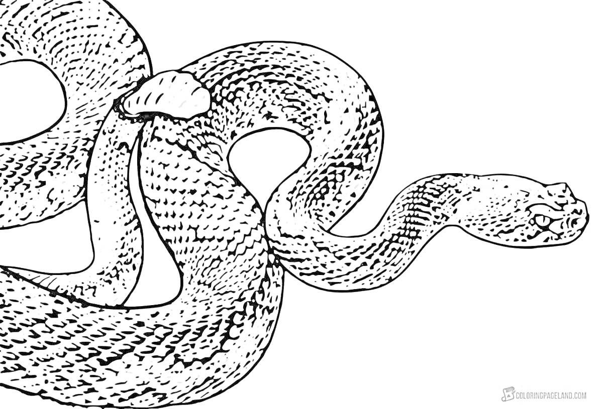 На раскраске изображено: Змея, Рептилия, Крупный план, Чешуя, Контур, Для детей