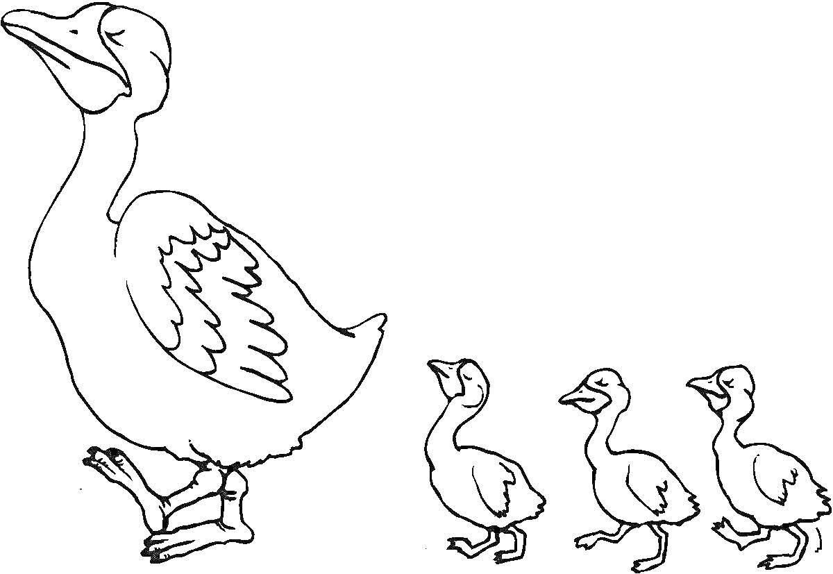 Раскраска Утка с тремя утятами