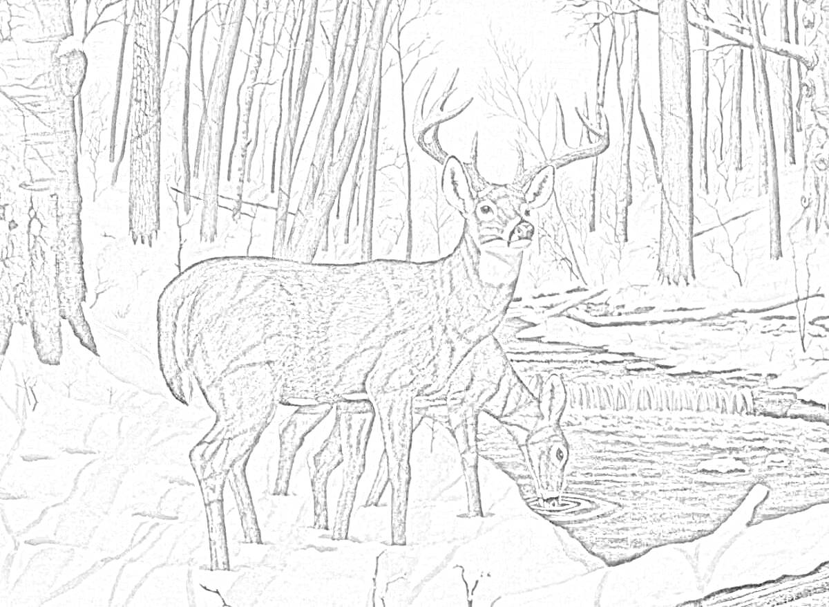 На раскраске изображено: Зимний лес, Олень, Снег, Деревья, Природа, Дикая природа, Животные, Ручей, Вода