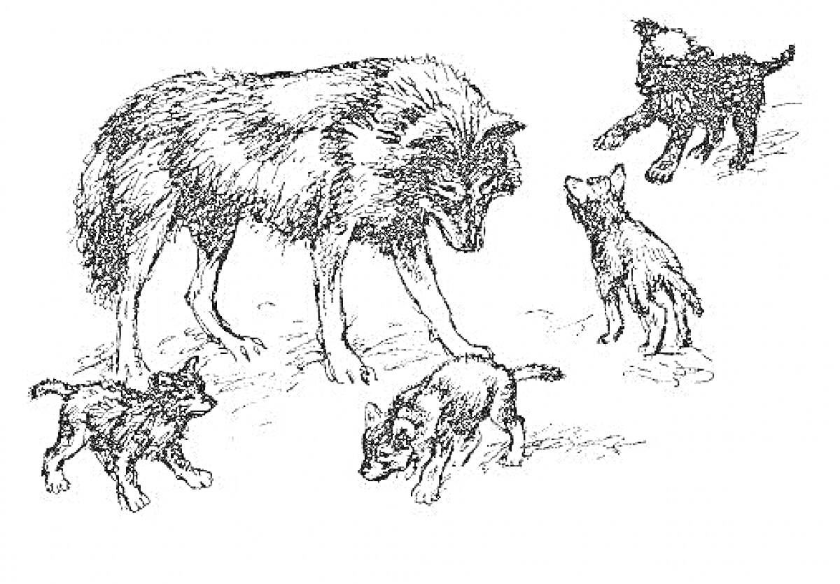 На раскраске изображено: Волк, Волчица, Волчонок, Животные, Природа, Лес, Фауна, Семья, Детеныши, Охота