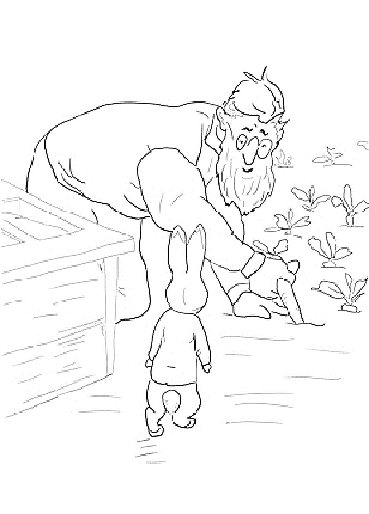 Раскраска Кролик Питер и садовник у грядки с растениями