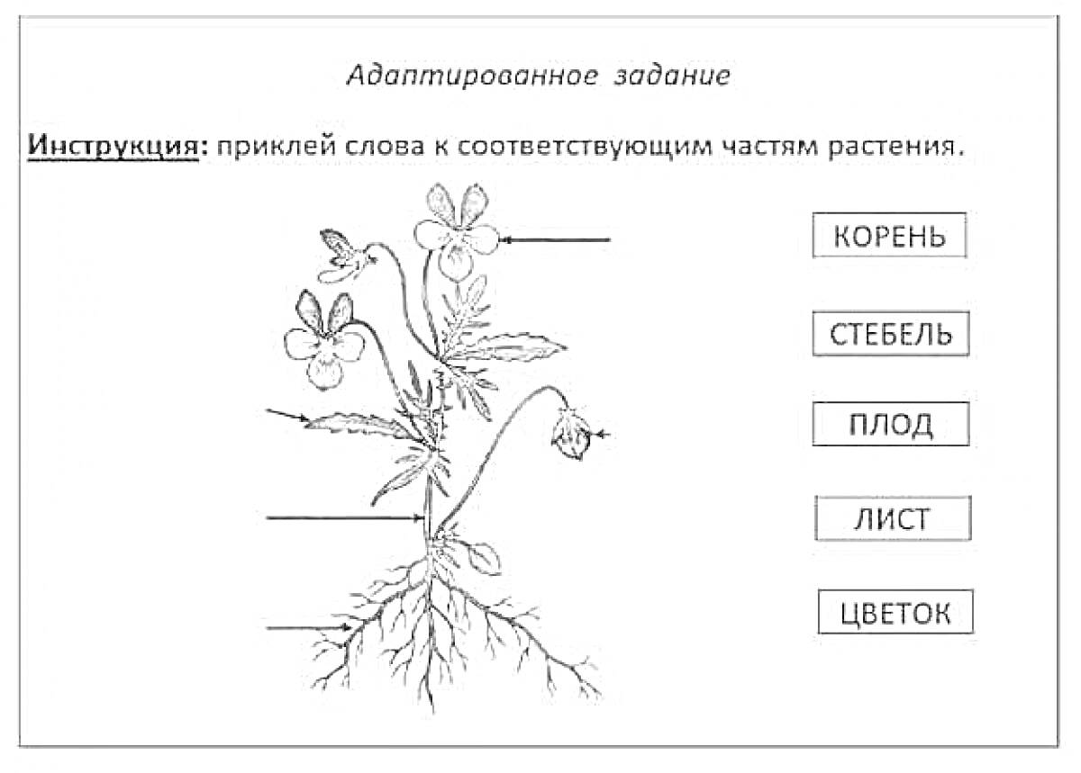 Раскраска Схема растения с обозначением его частей (корень, стебель, плод, лист, цветок)