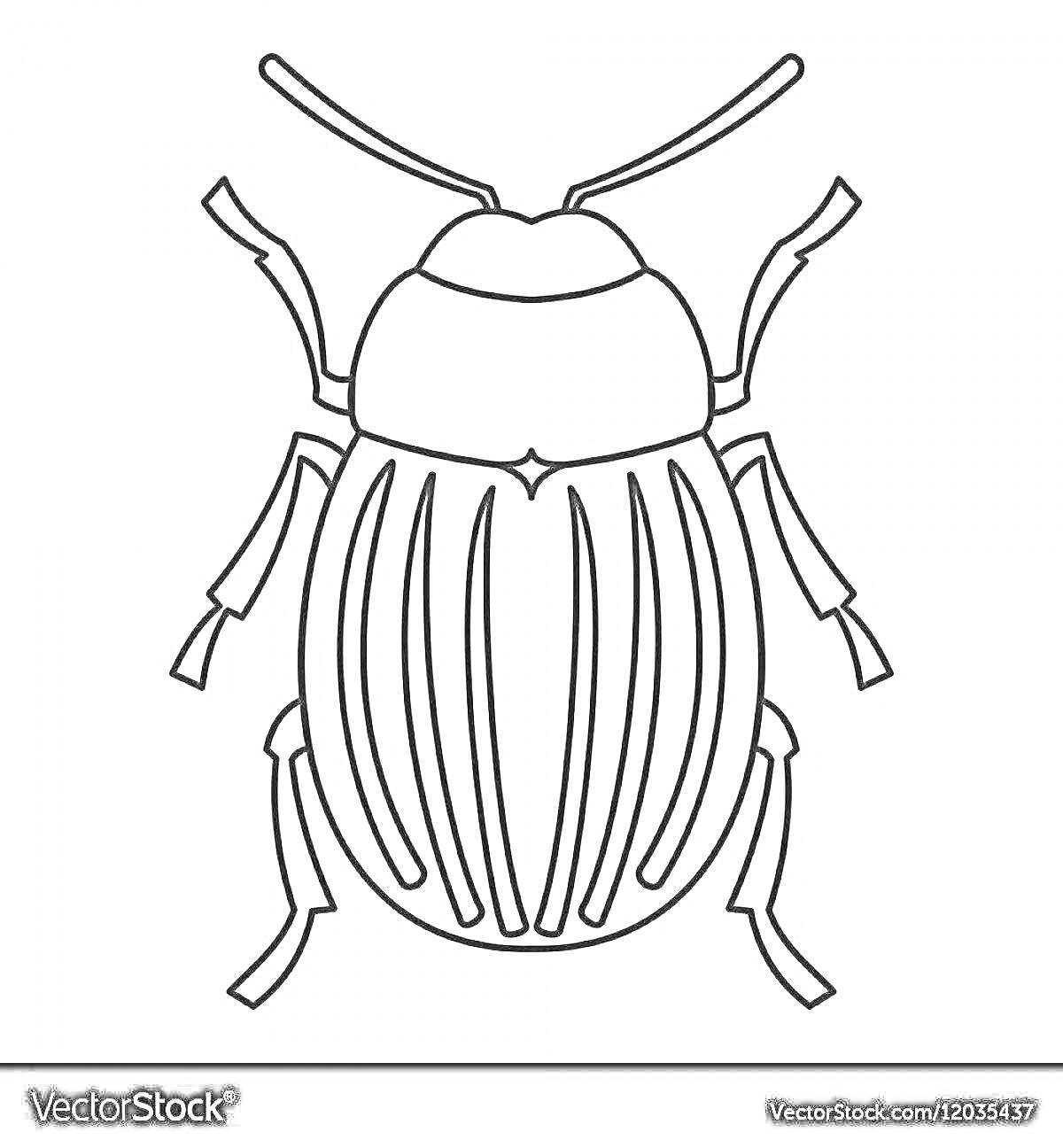 Раскраска Жук с полосатой спиной и шестью лапками