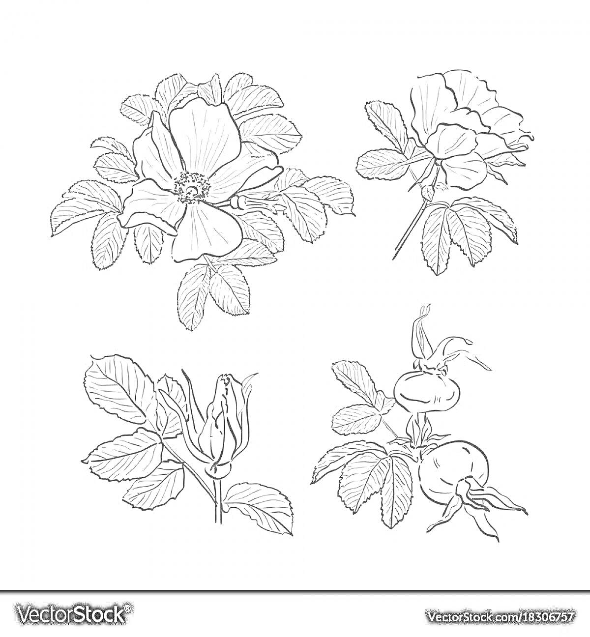 Раскраска Шиповник с цветами, бутоном и плодами