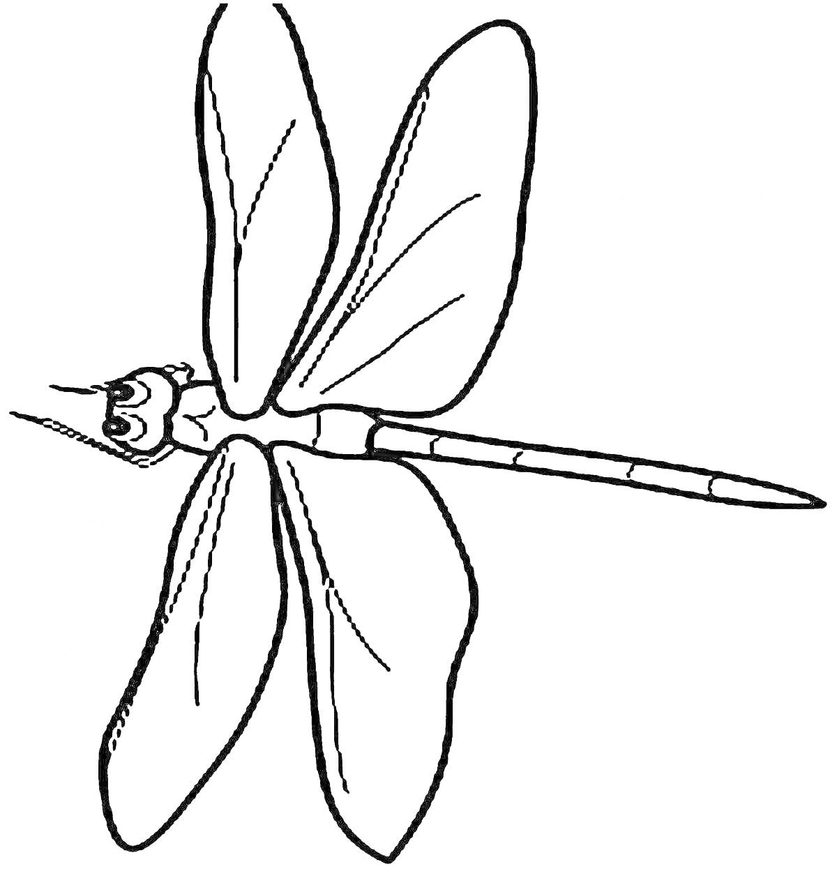 Раскраска Раскраска стрекозы с большими крыльями и длинным телом