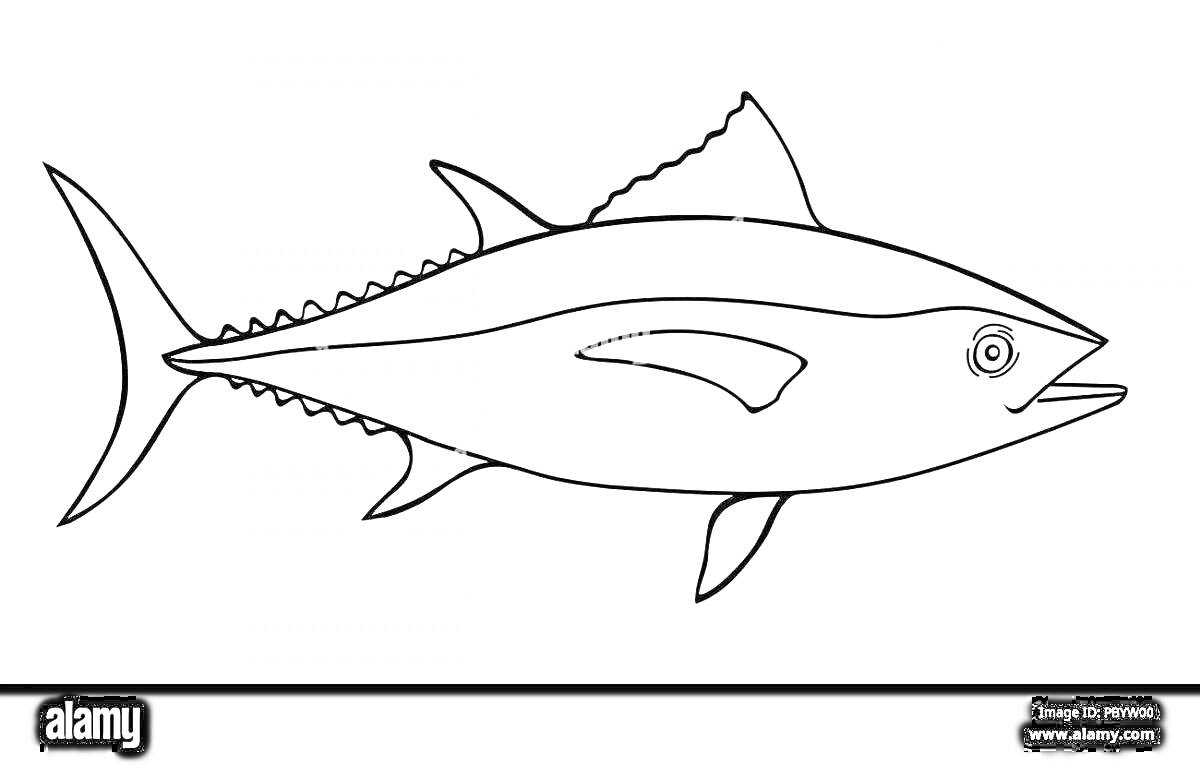Раскраска Раскраска тунец, изображение тунца с плавниками и хвостом