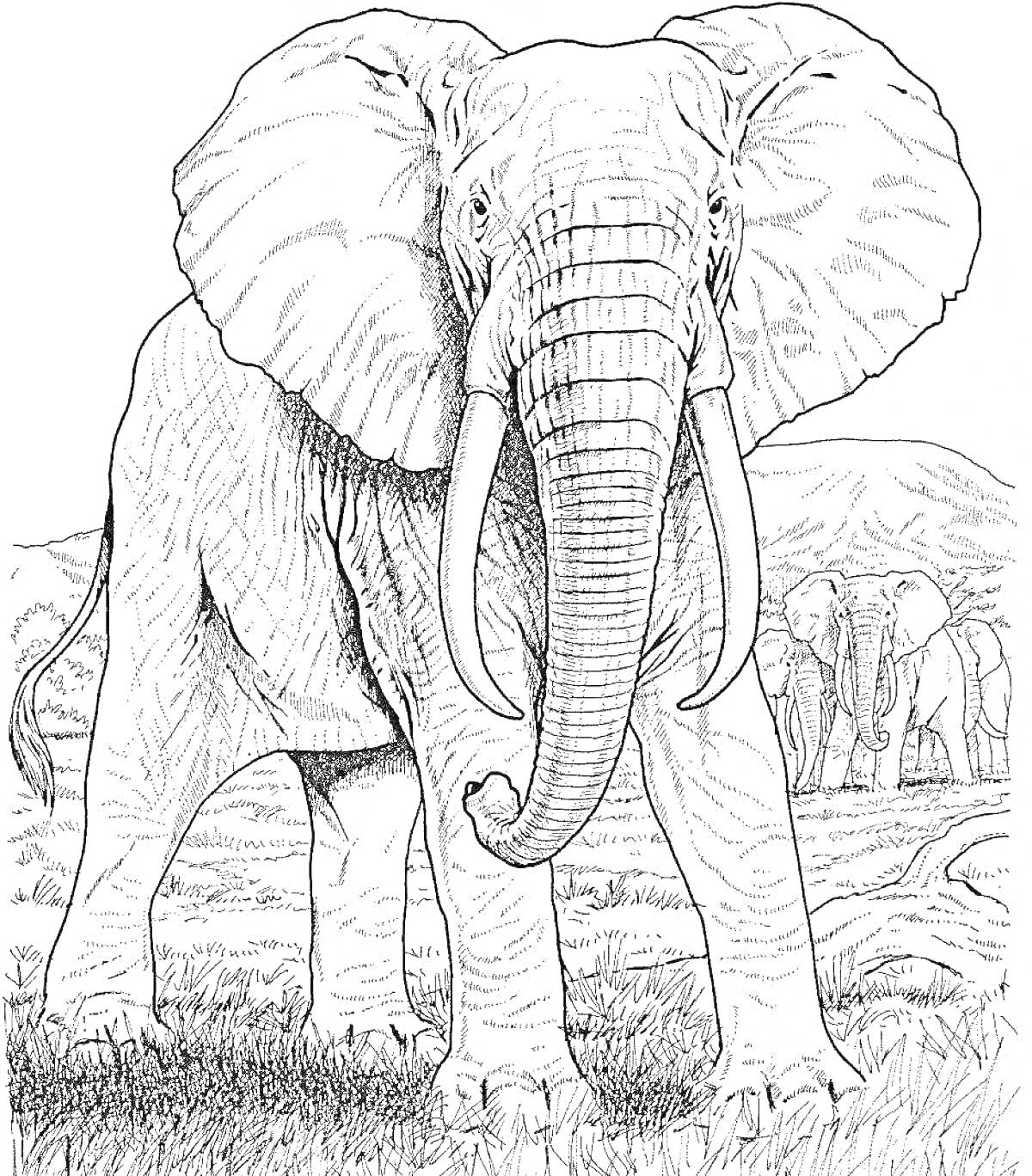 На раскраске изображено: Слон, Животные, Природа, Саванна, Африканский слон