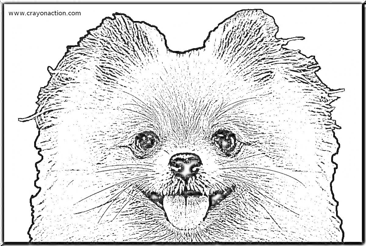 Раскраска Собака шпиц, крупный план, вид спереди, высунутый язык, пушистая шерсть.