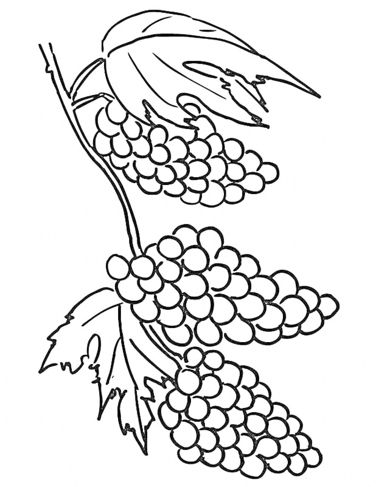 Раскраска Виноградная гроздь с листьями