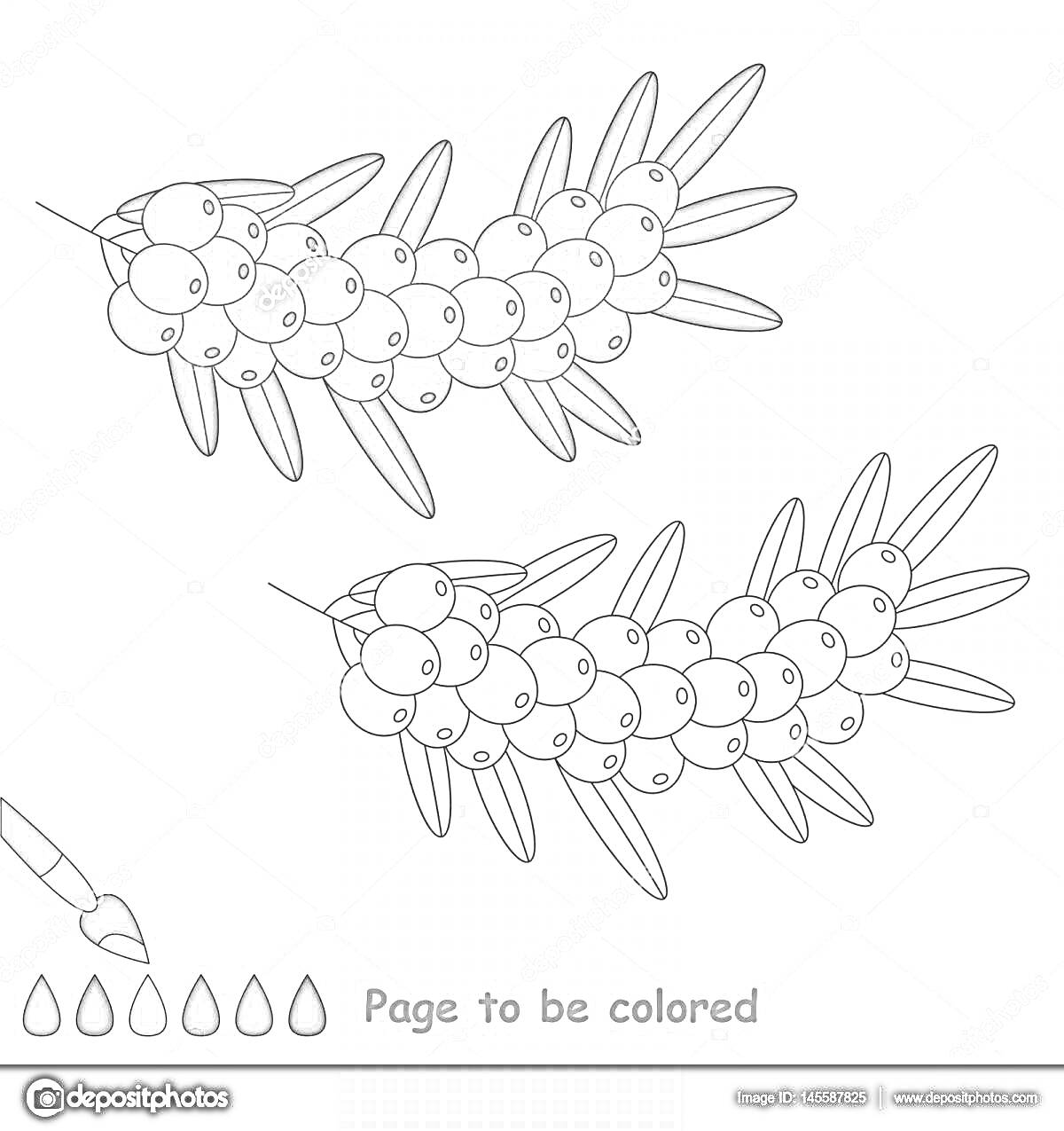 Раскраска Облепиха. Ветка облепихи с ягодами и листьями для раскрашивания