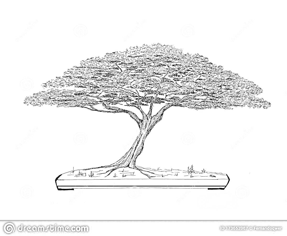 На раскраске изображено: Бонсай, Подставка, Природа, Искусство